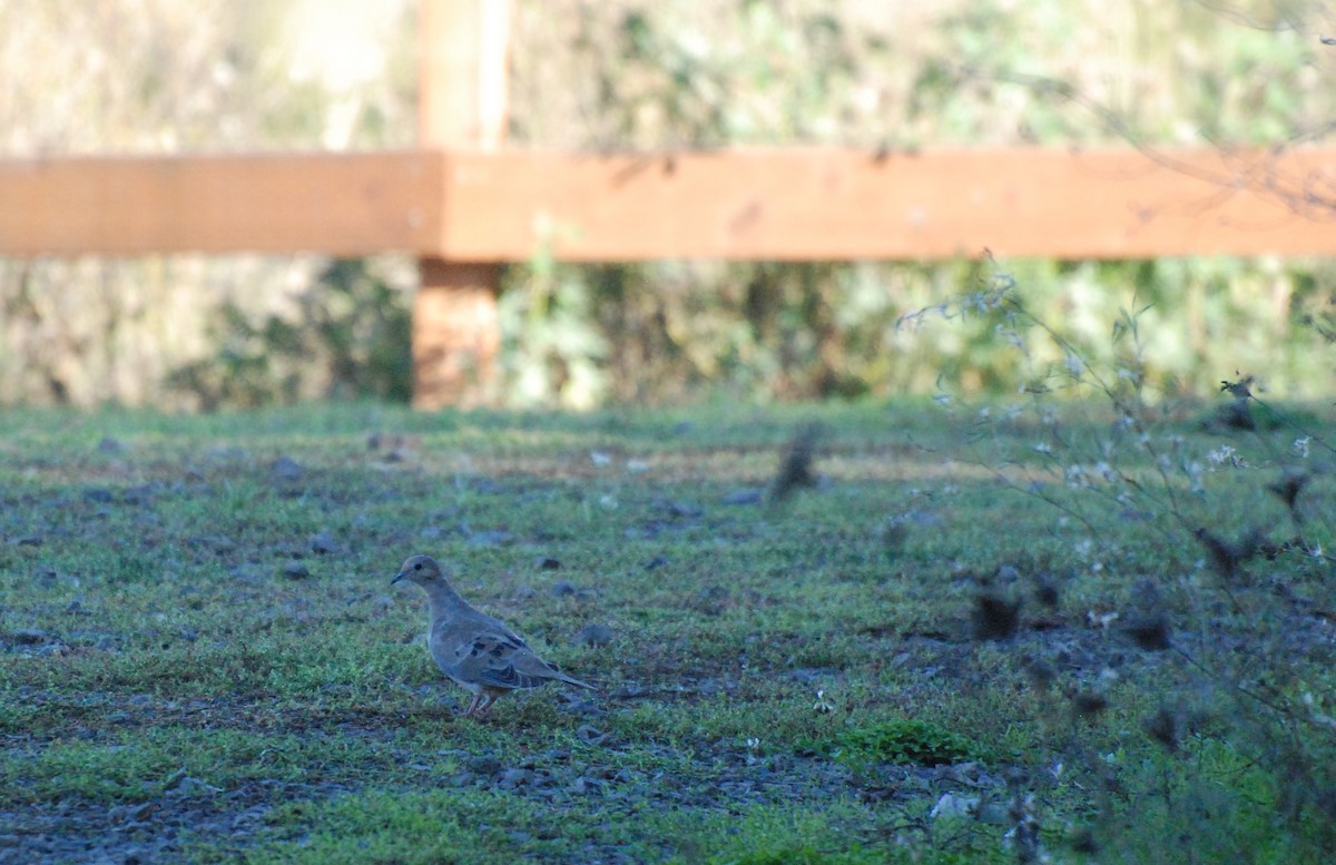 Mourning Dove - ML620629800