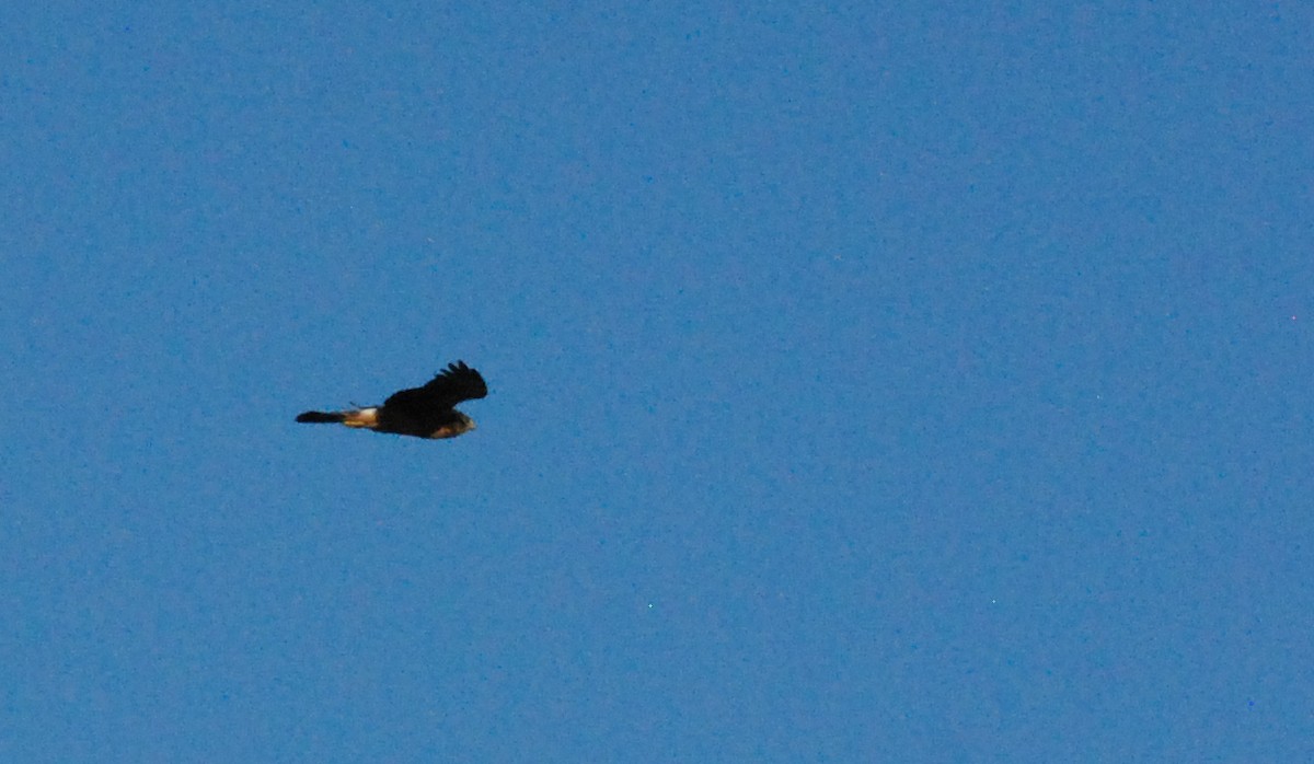 Northern Harrier - ML620629802