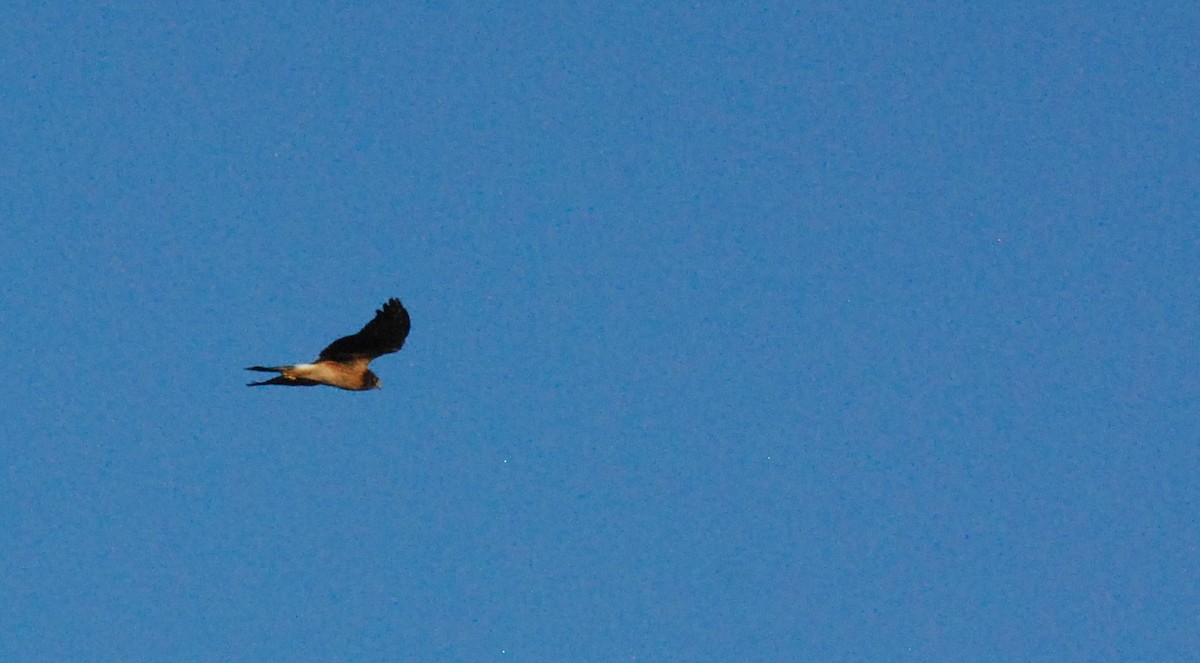 Northern Harrier - ML620629803