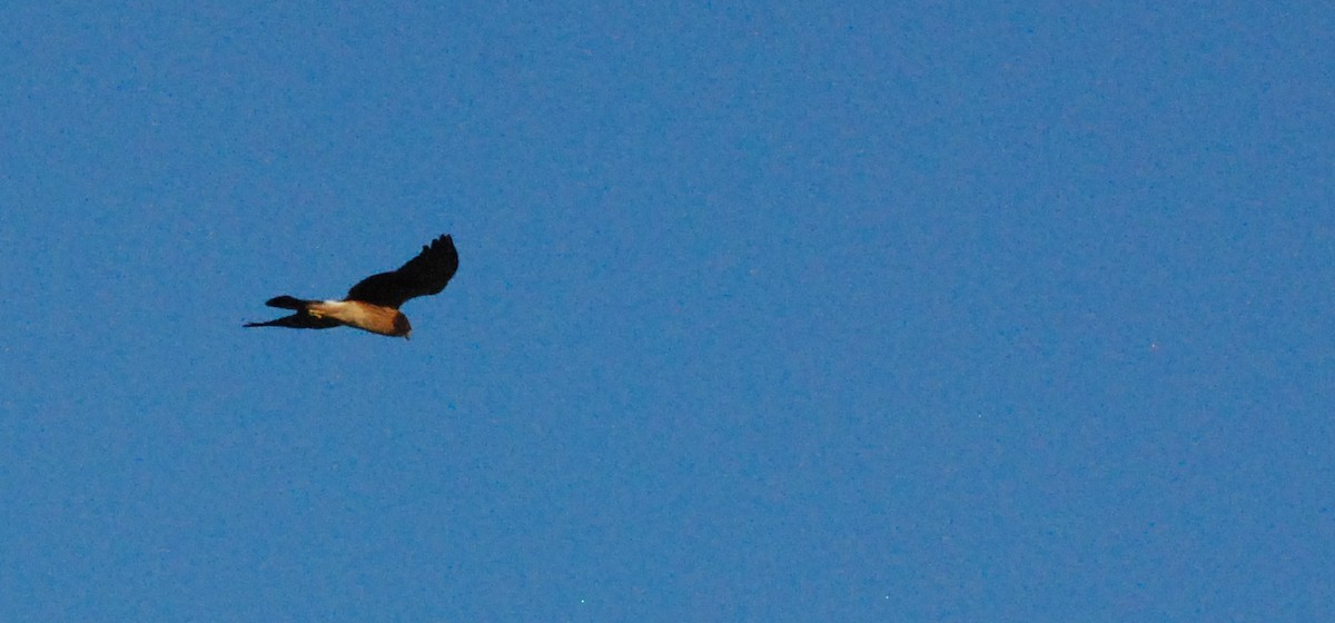 Northern Harrier - Max Thayer