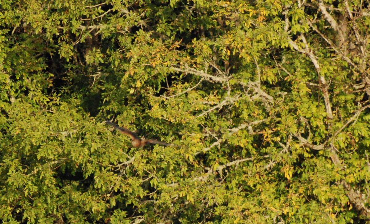 Northern Harrier - ML620629805