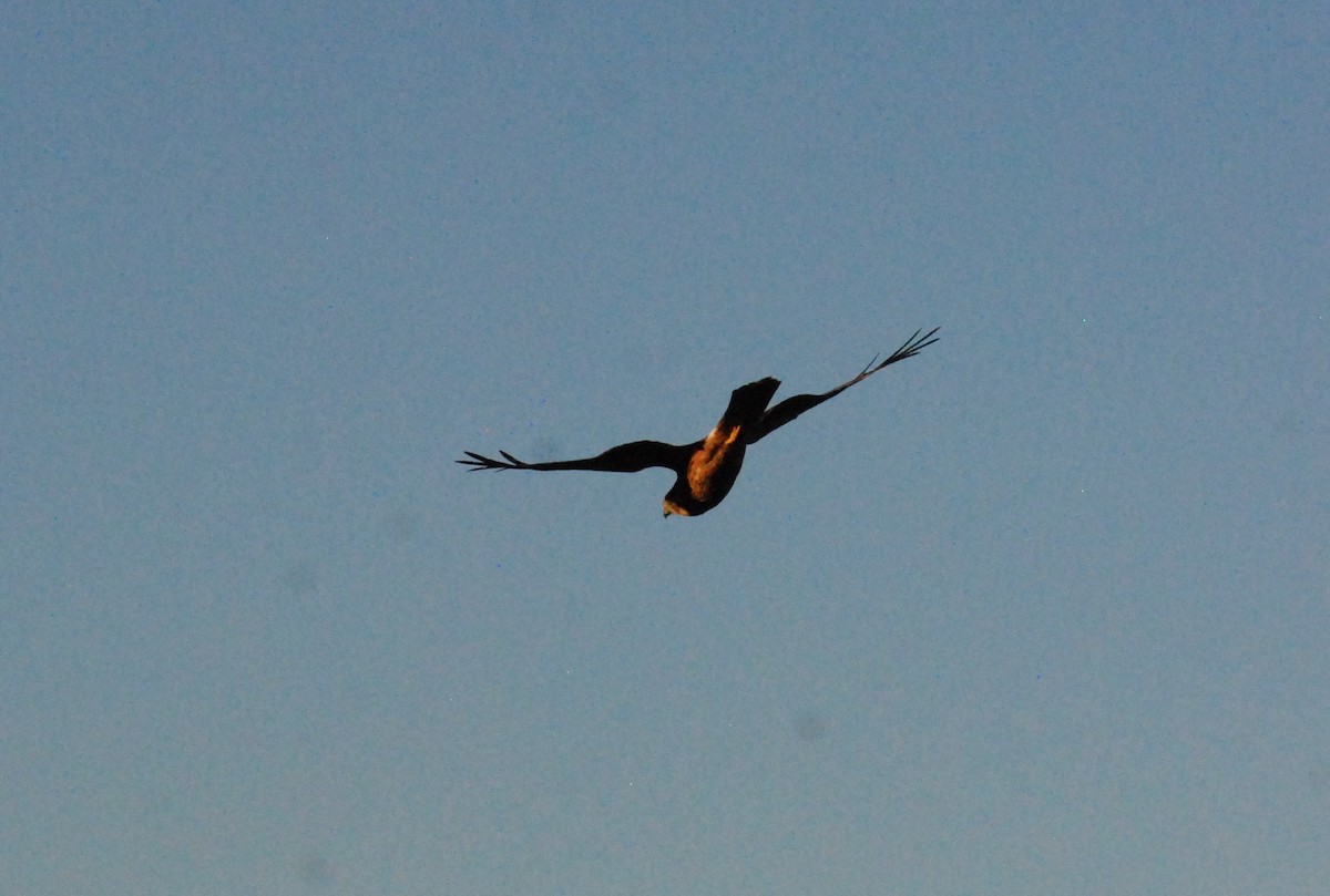 Northern Harrier - ML620629806