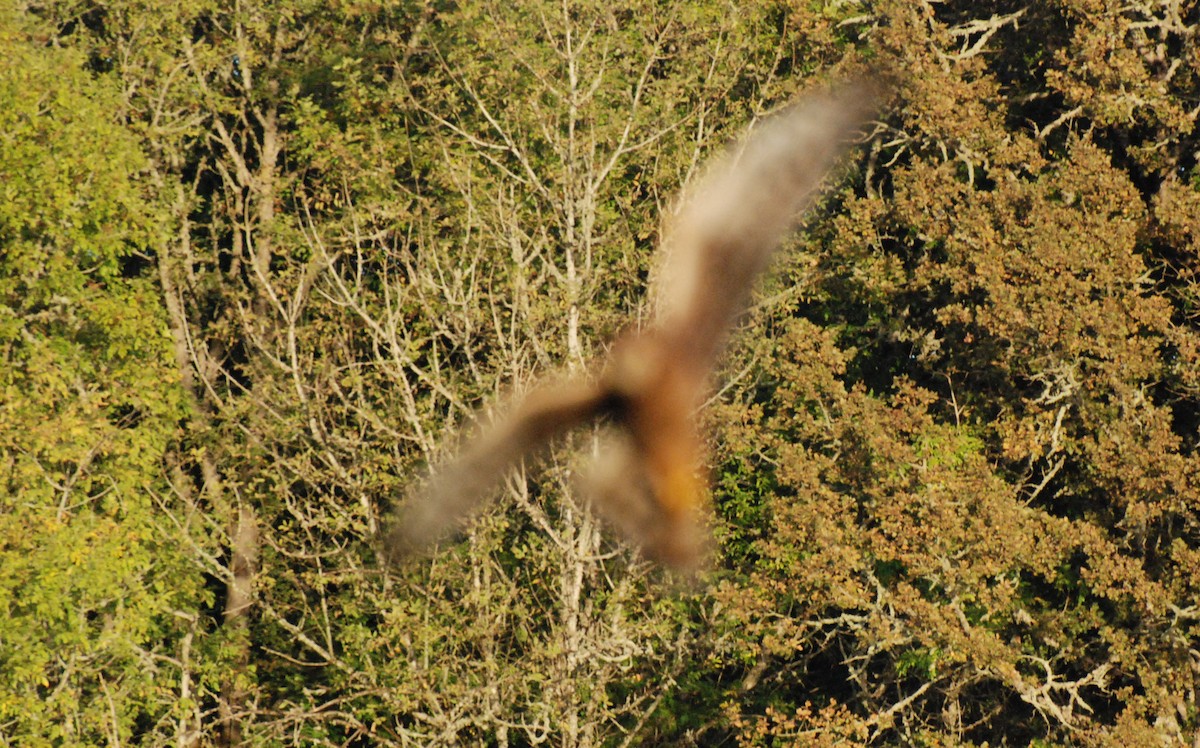 Northern Harrier - ML620629808