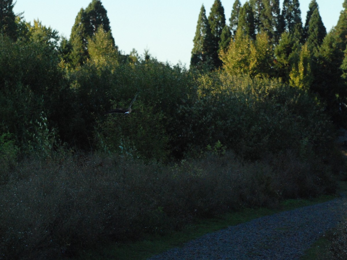 Northern Harrier - ML620629809