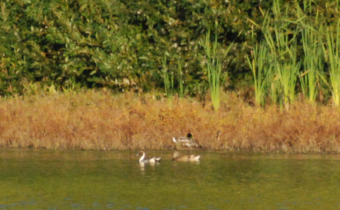 Northern Pintail - Max Thayer