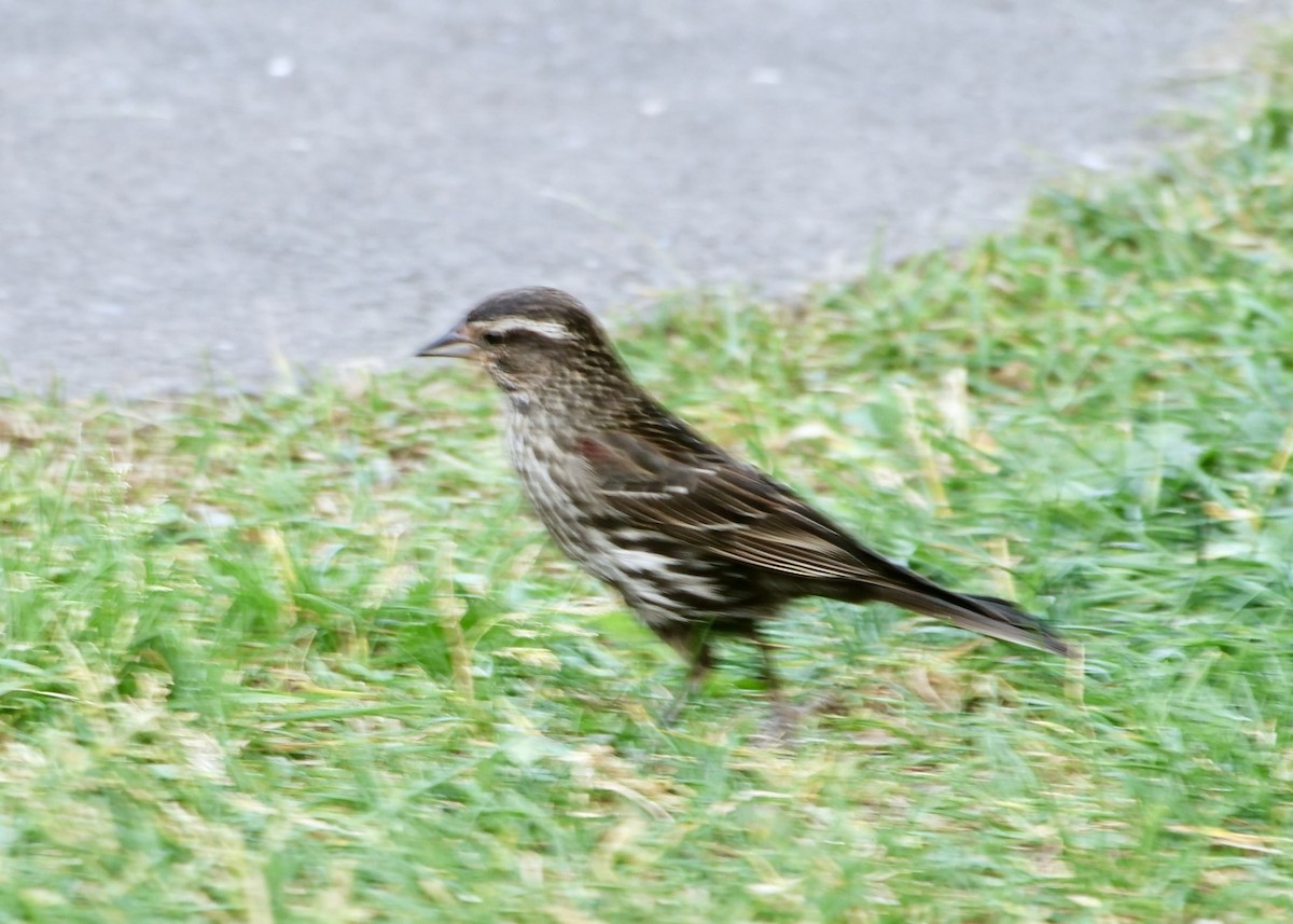 Red-winged Blackbird - ML620629813