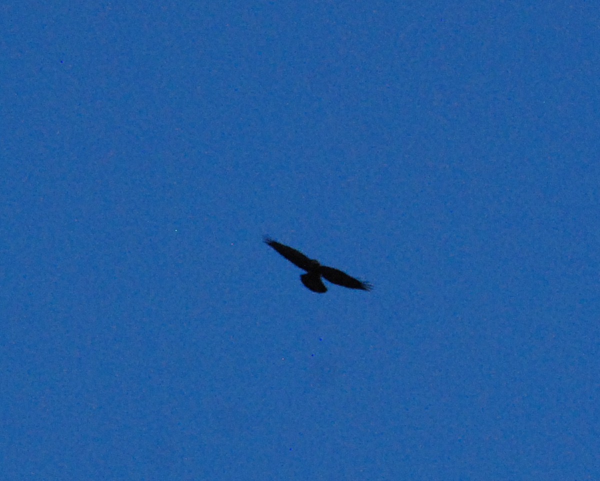 Common Raven - ML620629814