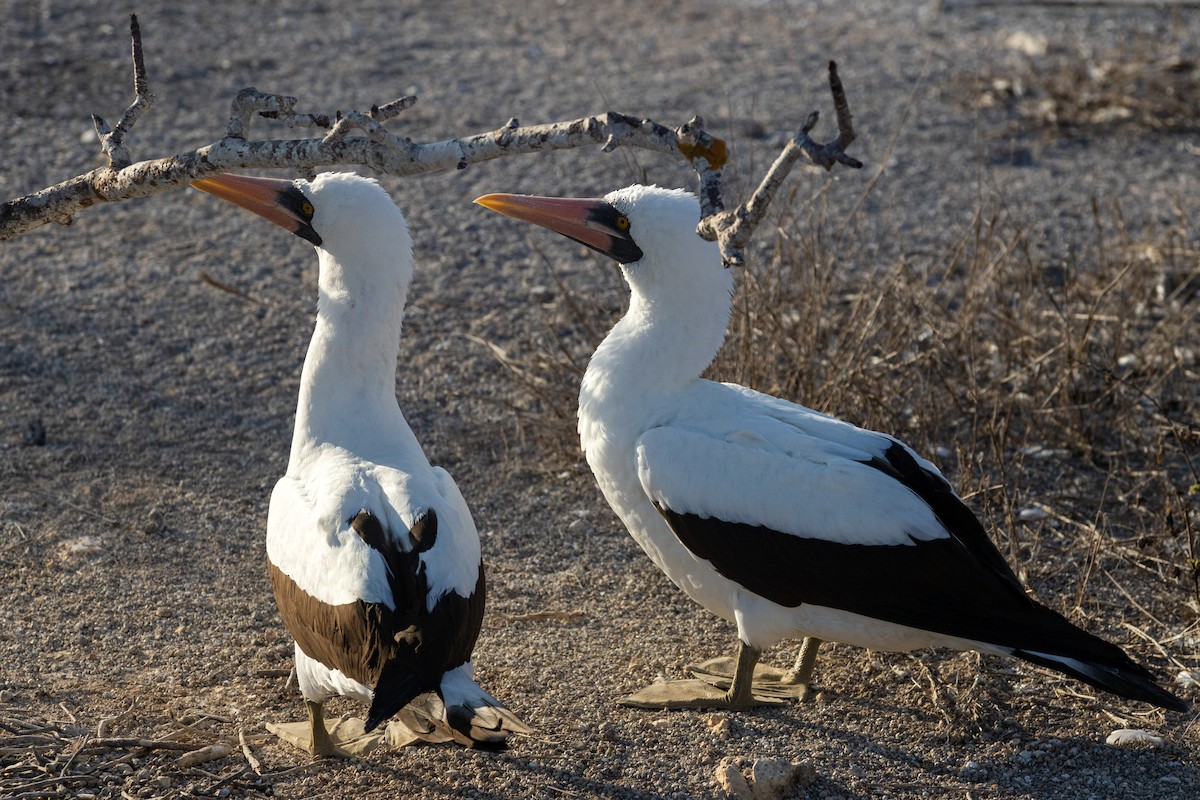 Nazca Booby - ML620629821