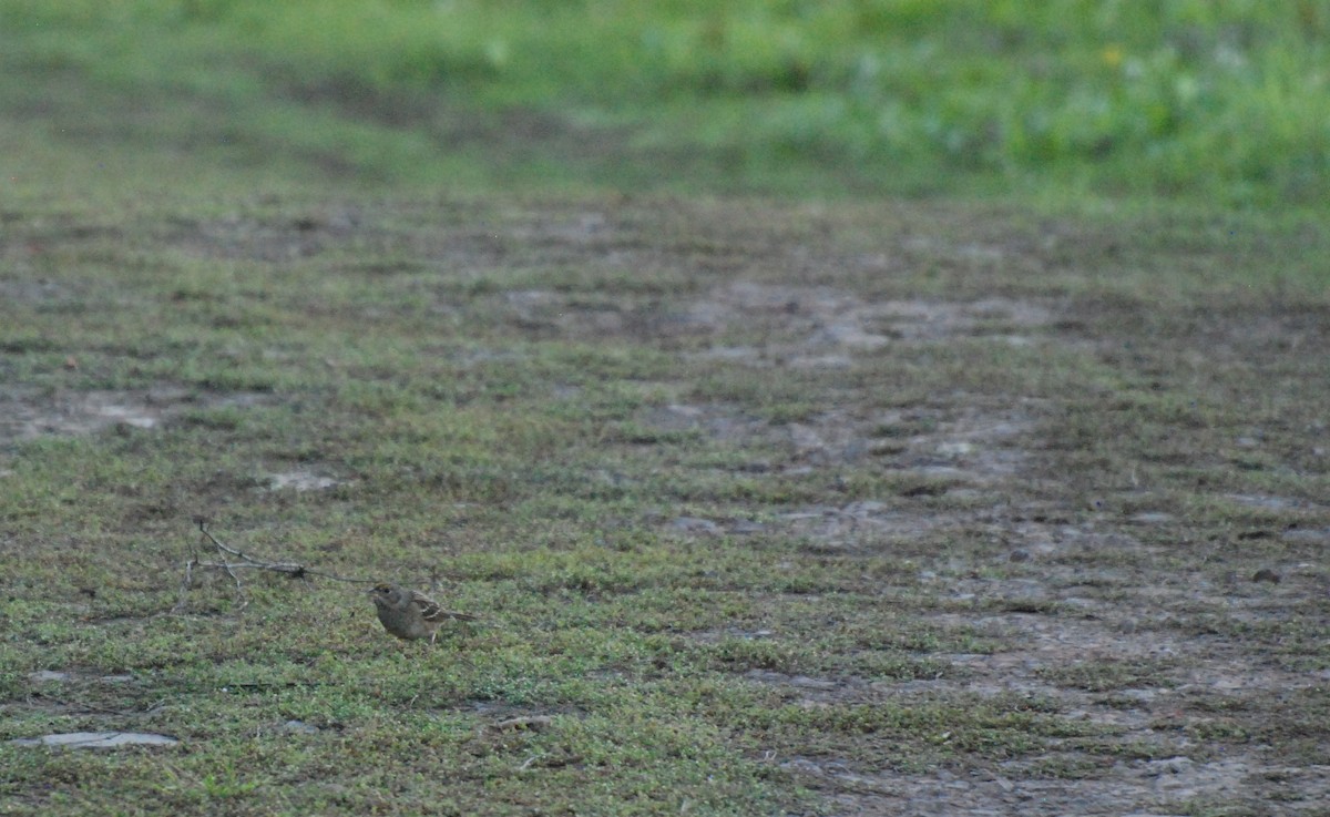 Savannah Sparrow - Max Thayer