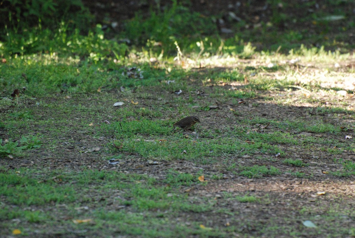 Song Sparrow - ML620629827