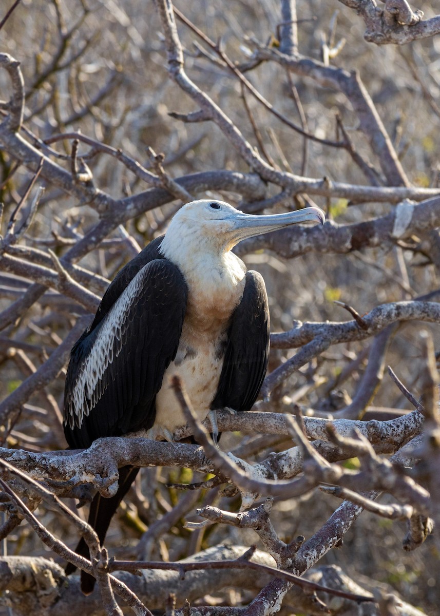 Bindenfregattvogel - ML620629828