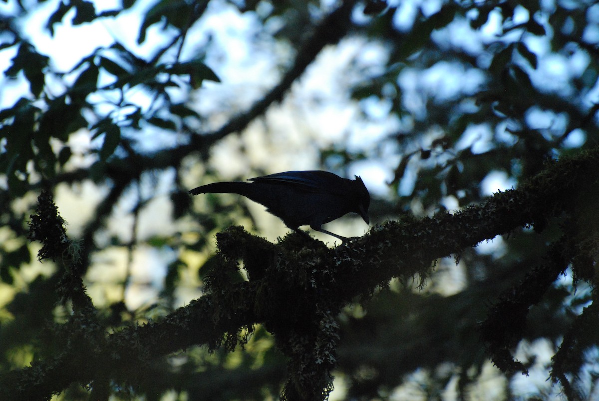 Steller's Jay - ML620629829