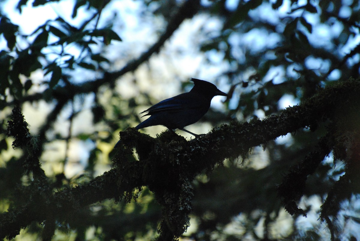 Steller's Jay - Max Thayer