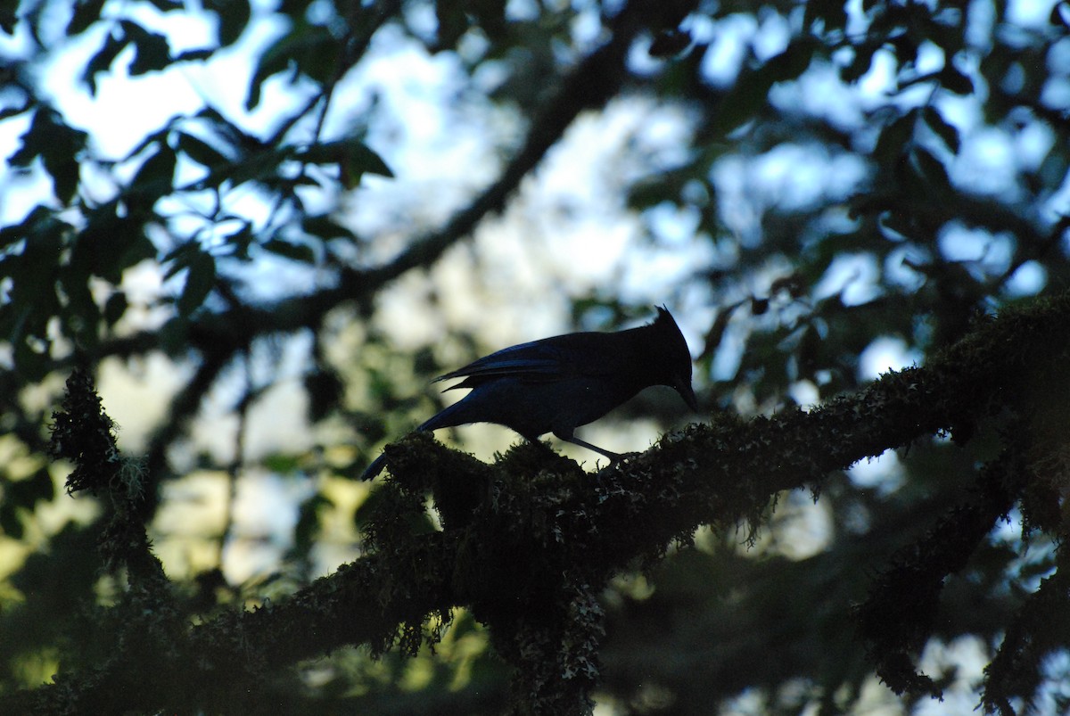 Steller's Jay - ML620629831