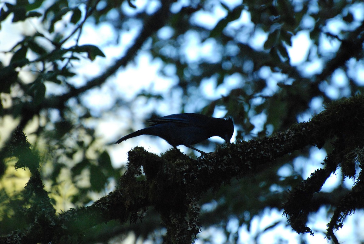 Steller's Jay - ML620629832