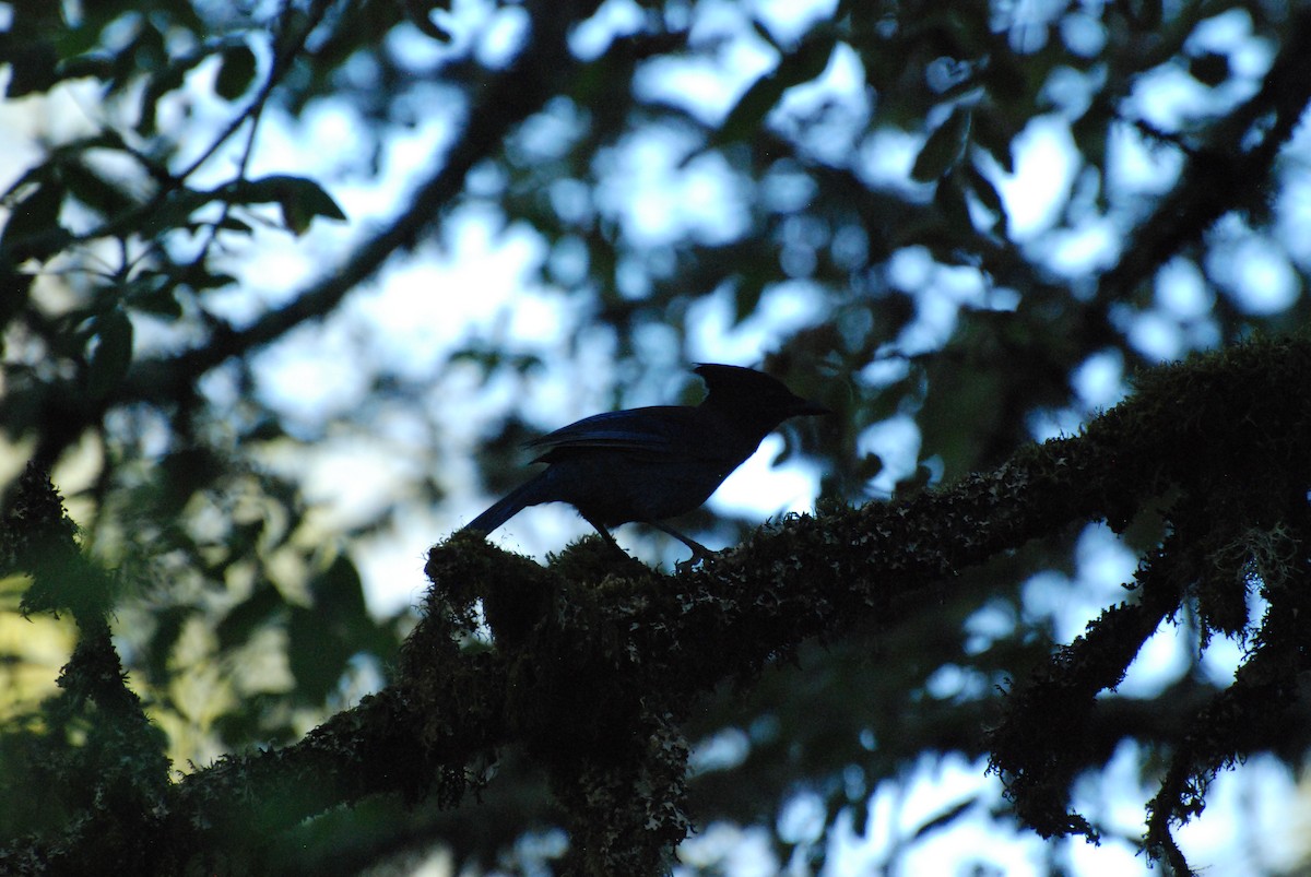 Steller's Jay - ML620629833