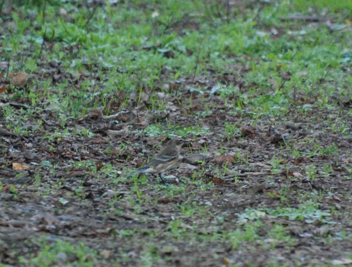 Yellow-rumped Warbler - ML620629835