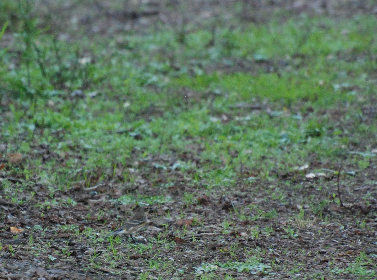 Yellow-rumped Warbler - ML620629836