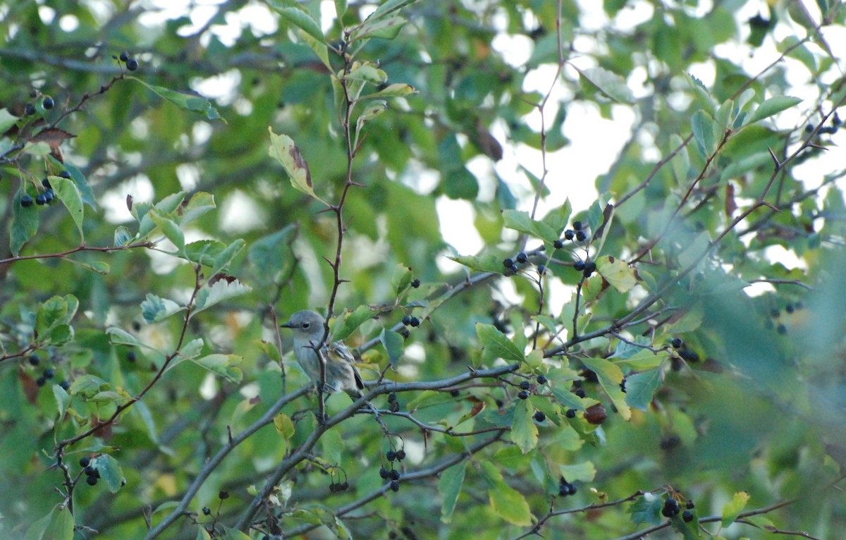 Yellow-rumped Warbler - ML620629837