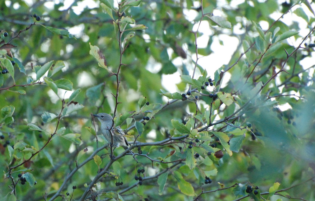 Yellow-rumped Warbler - ML620629838