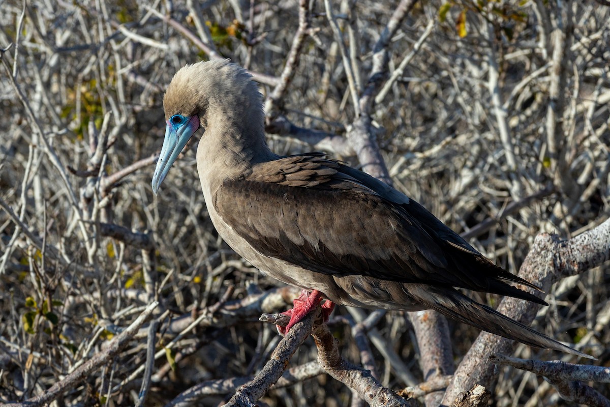 Red-footed Booby - ML620629843