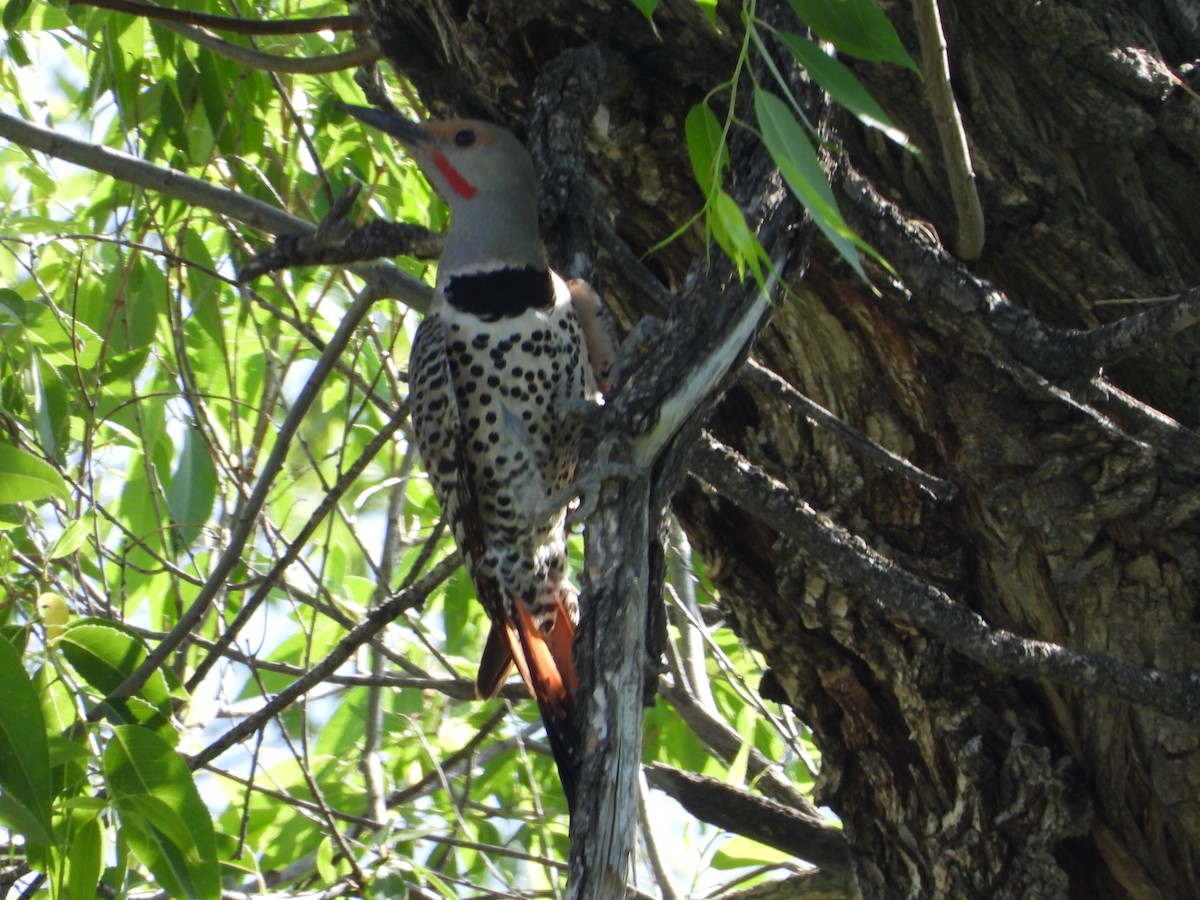 Northern Flicker (Red-shafted) - ML620629844