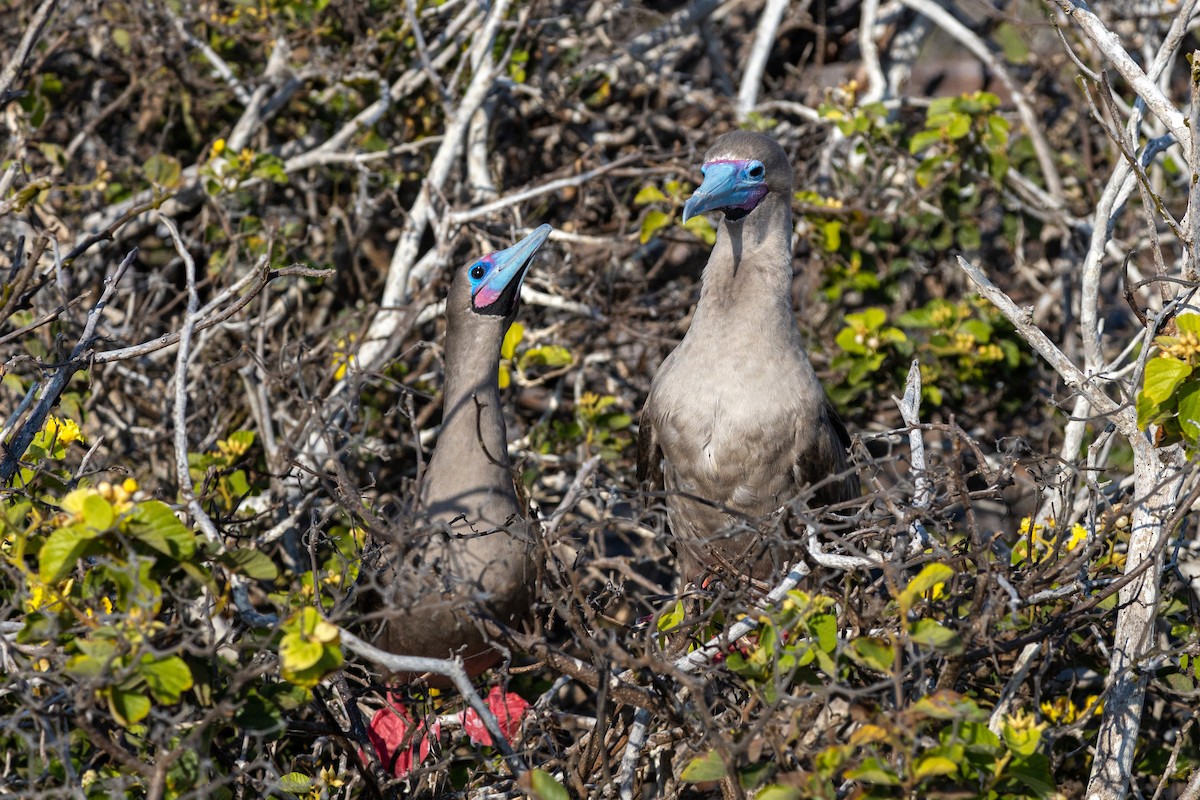 Red-footed Booby - ML620629845