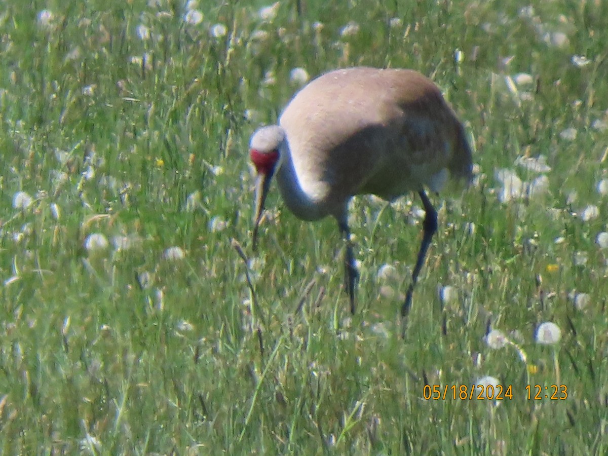 Sandhill Crane - ML620629847