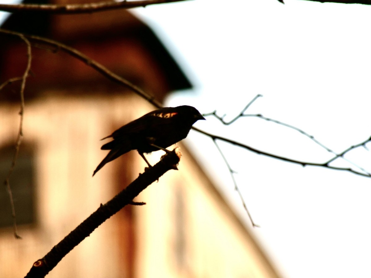 Red-winged Blackbird - ML620629850