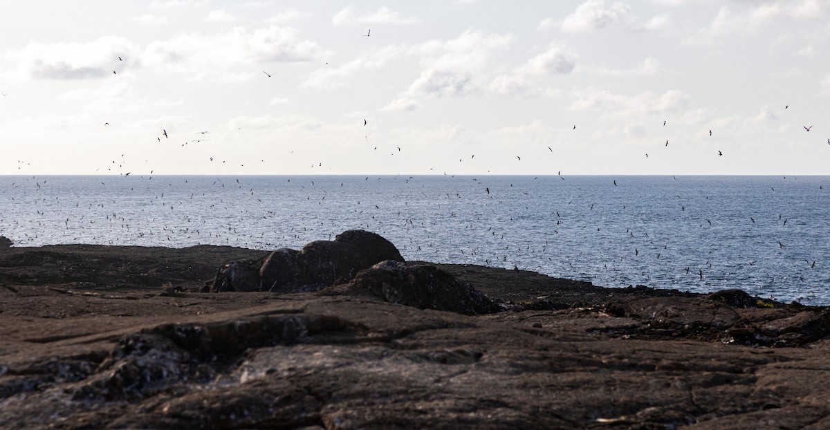 Galapagos Fırtınakırlangıcı - ML620629852