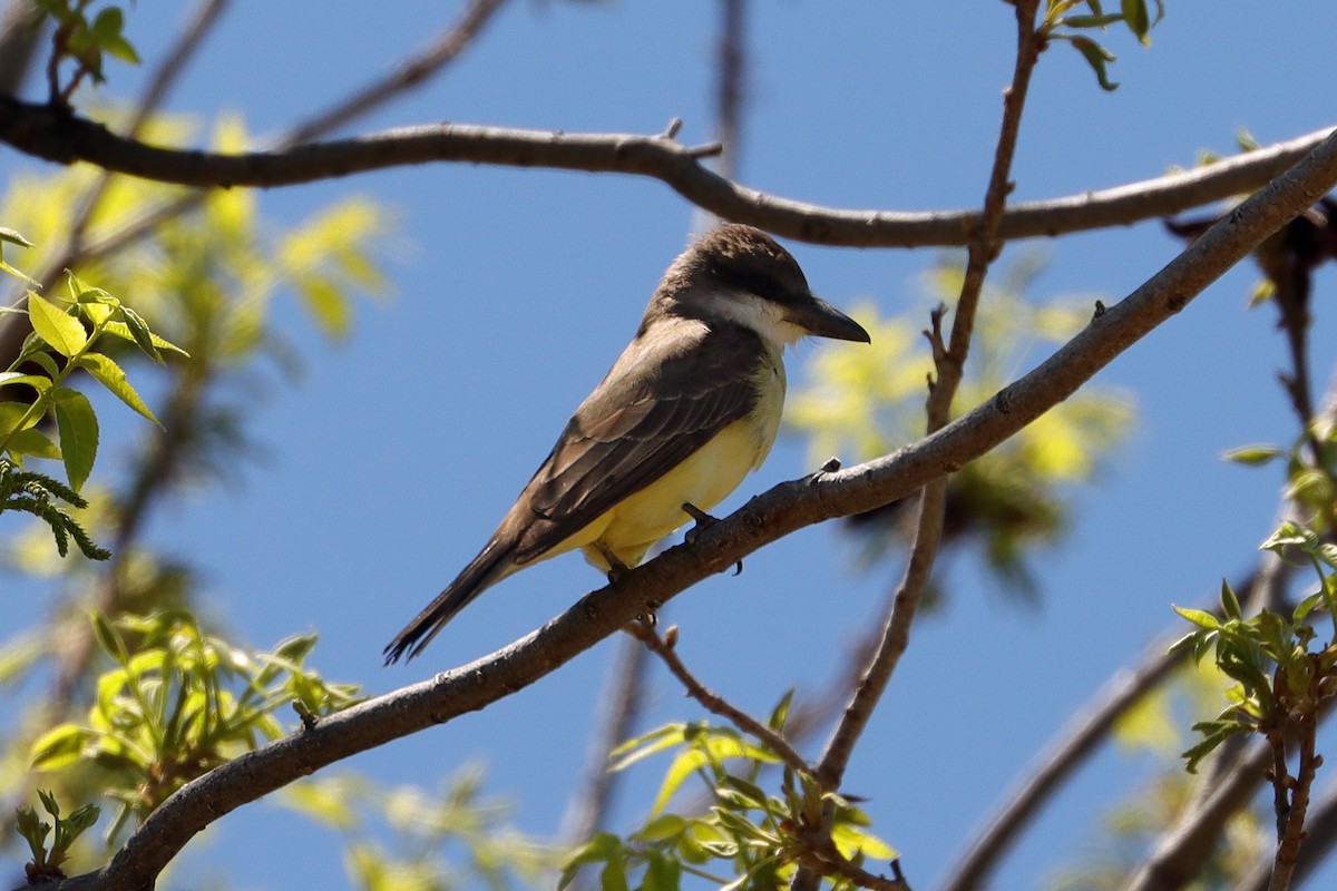 Dickschnabel-Königstyrann - ML620629853