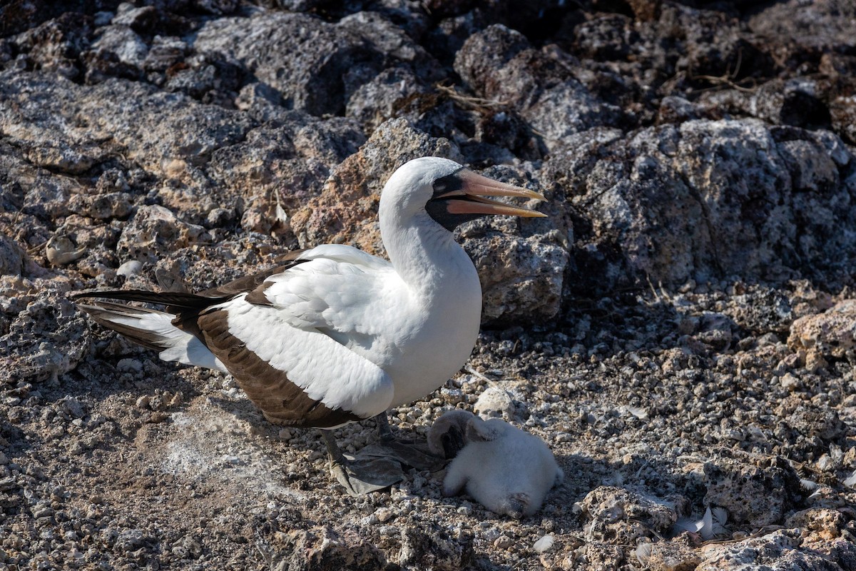 Nazca Booby - ML620629854