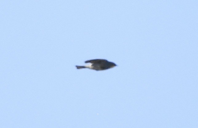 lesňáček žlutoskvrnný (ssp. auduboni) - ML620629855