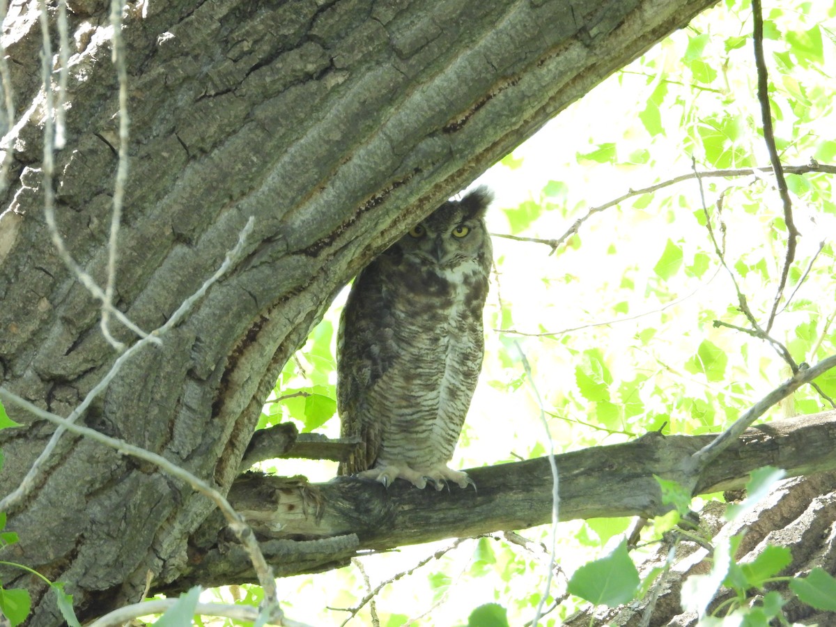Great Horned Owl - ML620629860