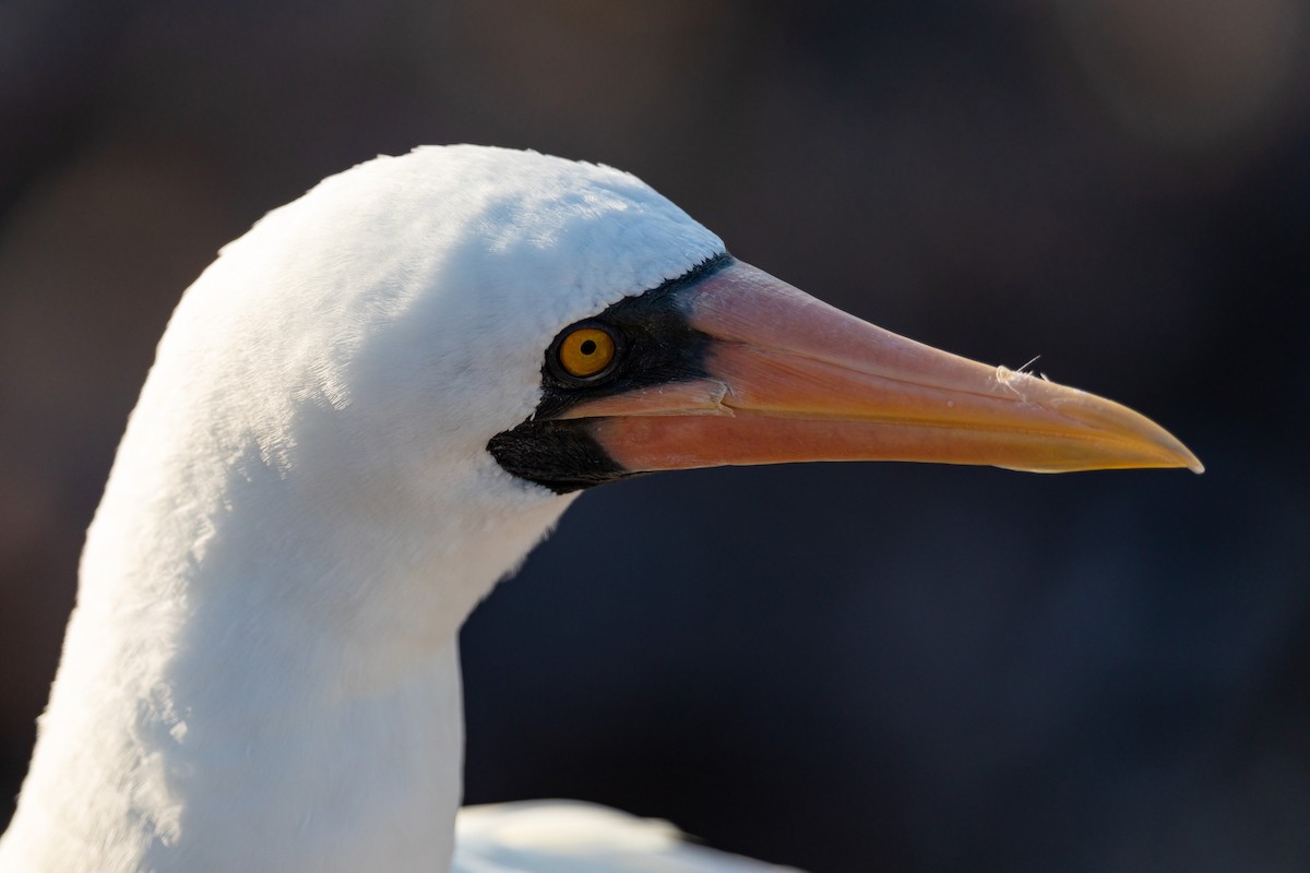 Nazca Booby - ML620629870