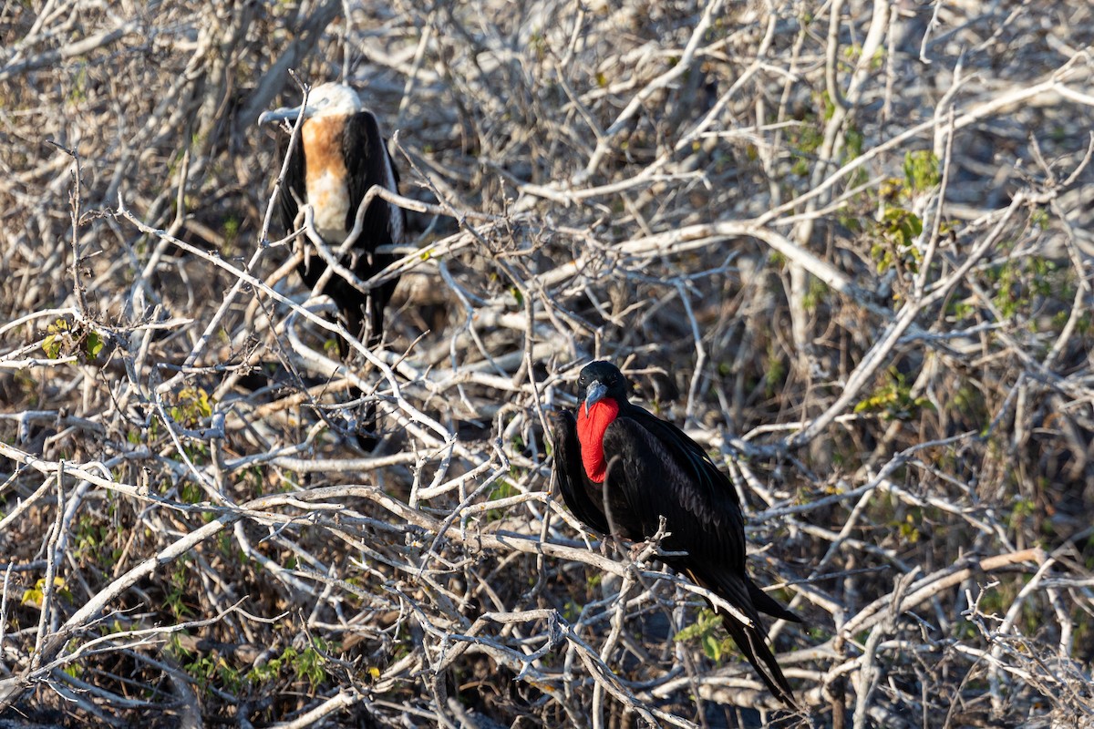 Great Frigatebird - ML620629875