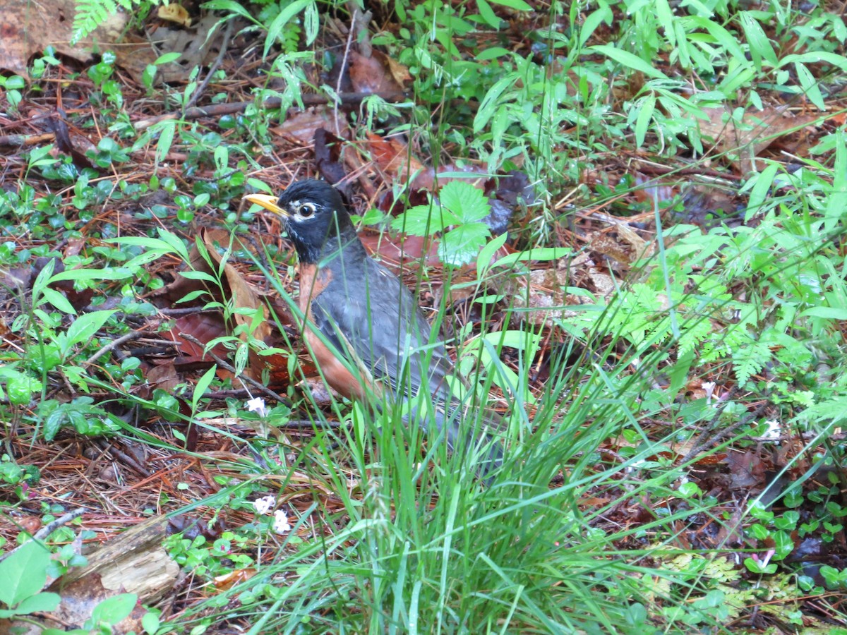 American Robin - Michael Ehart