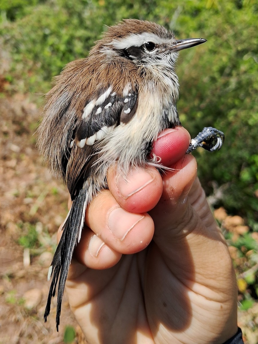 Black-bellied Antwren - ML620629879