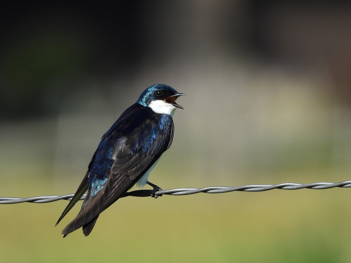 Golondrina Bicolor - ML620629881