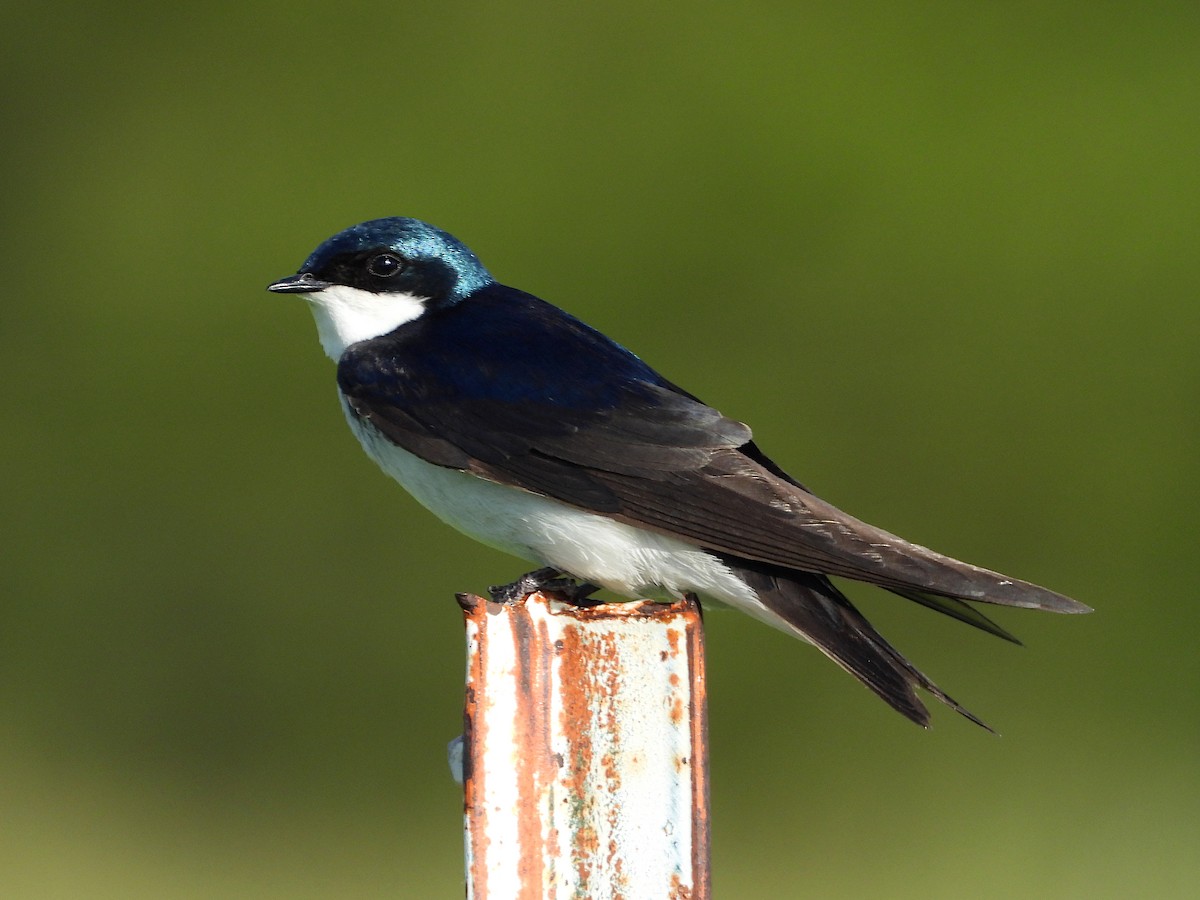 Golondrina Bicolor - ML620629882