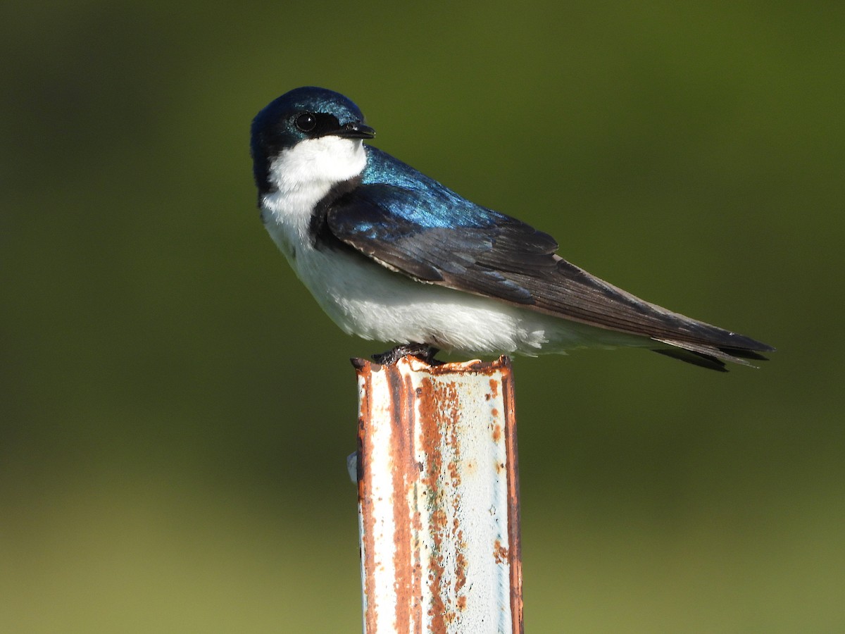 Golondrina Bicolor - ML620629883