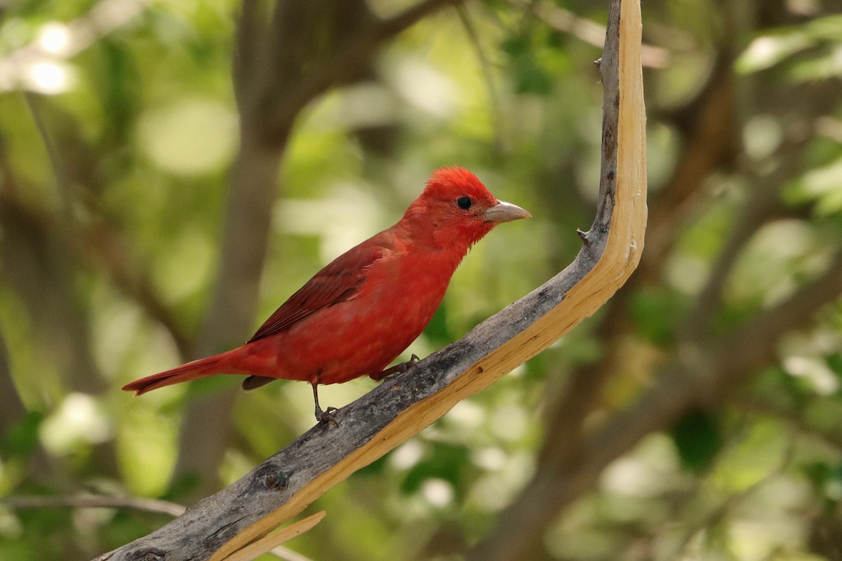 Piranga Roja - ML620629885