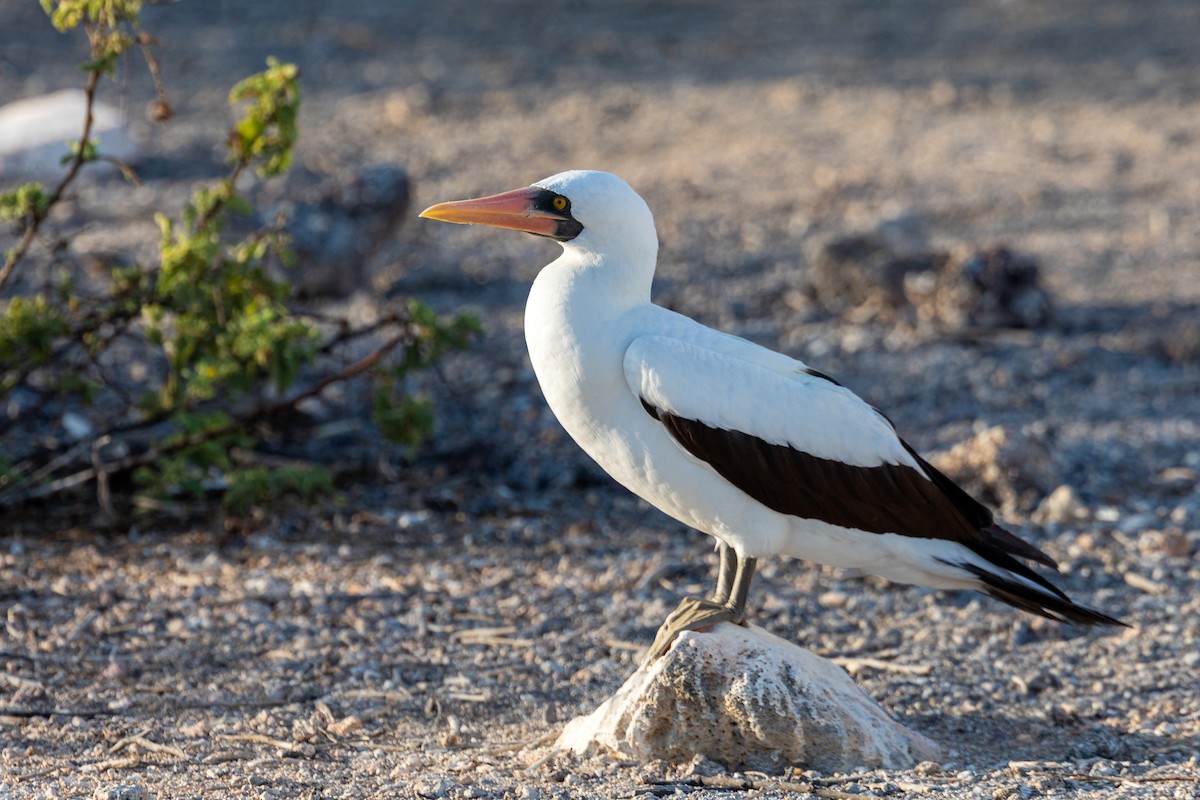 Nazca Booby - ML620629886