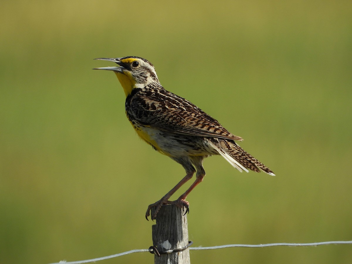 Western Meadowlark - ML620629887