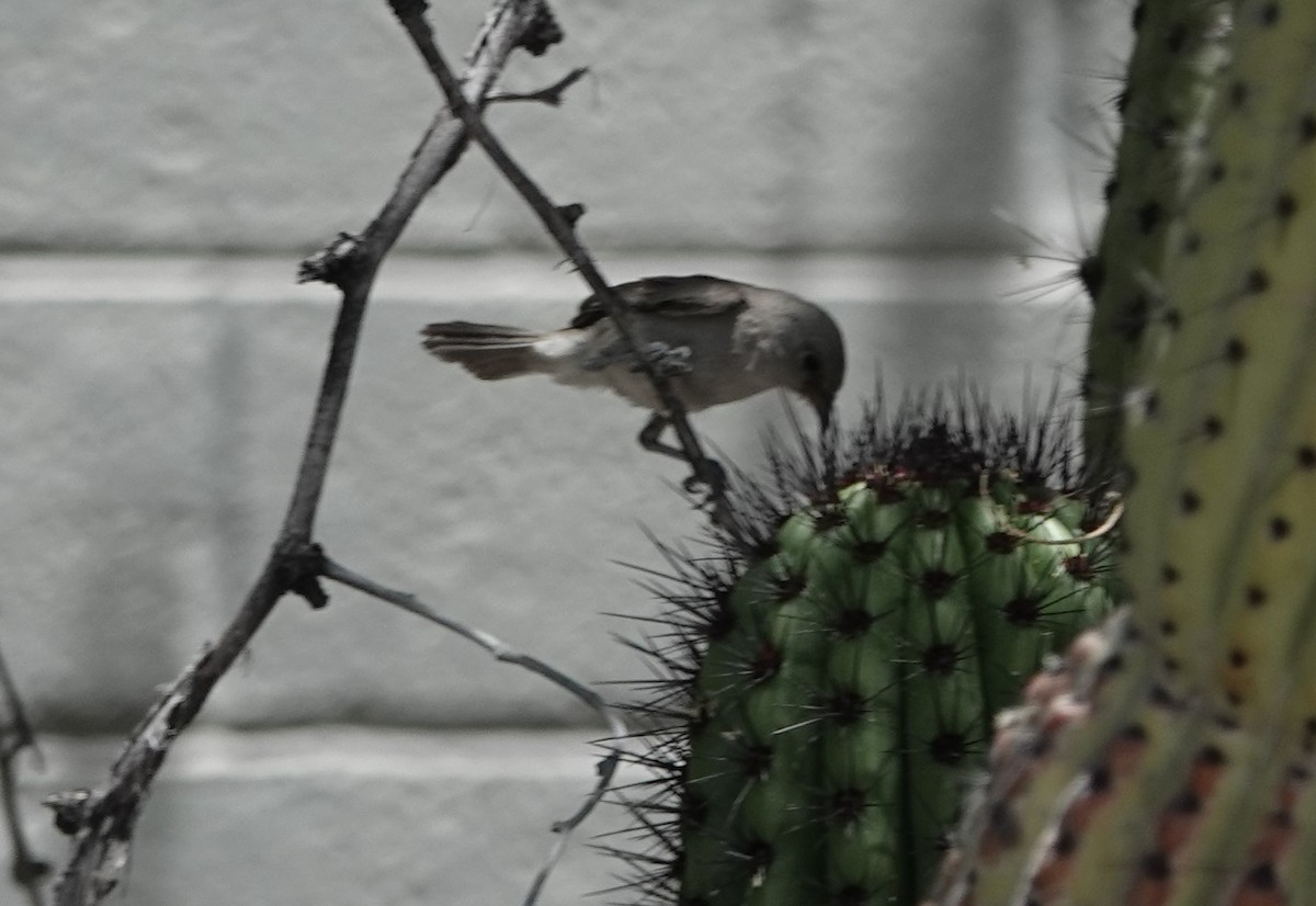 Black-tailed Gnatcatcher - ML620629889