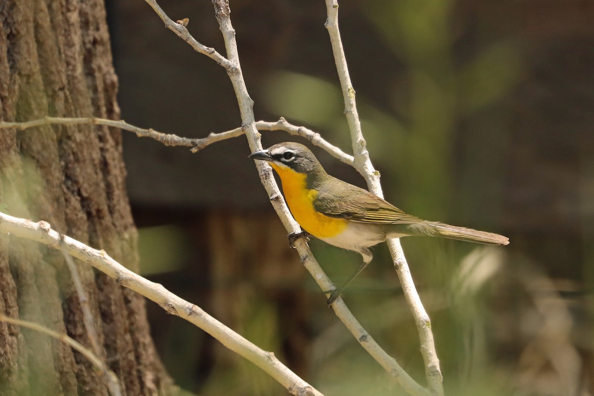 Yellow-breasted Chat - ML620629891