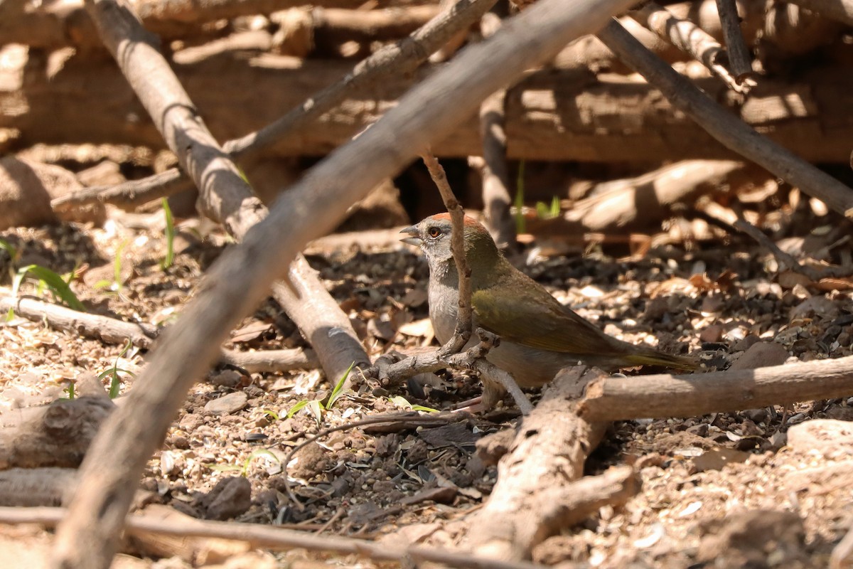 Green-tailed Towhee - ML620629892