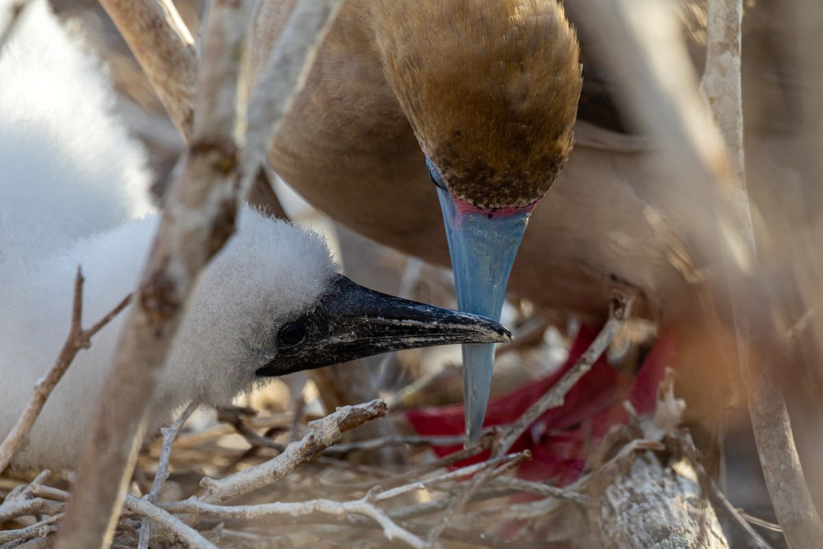 Red-footed Booby - ML620629893