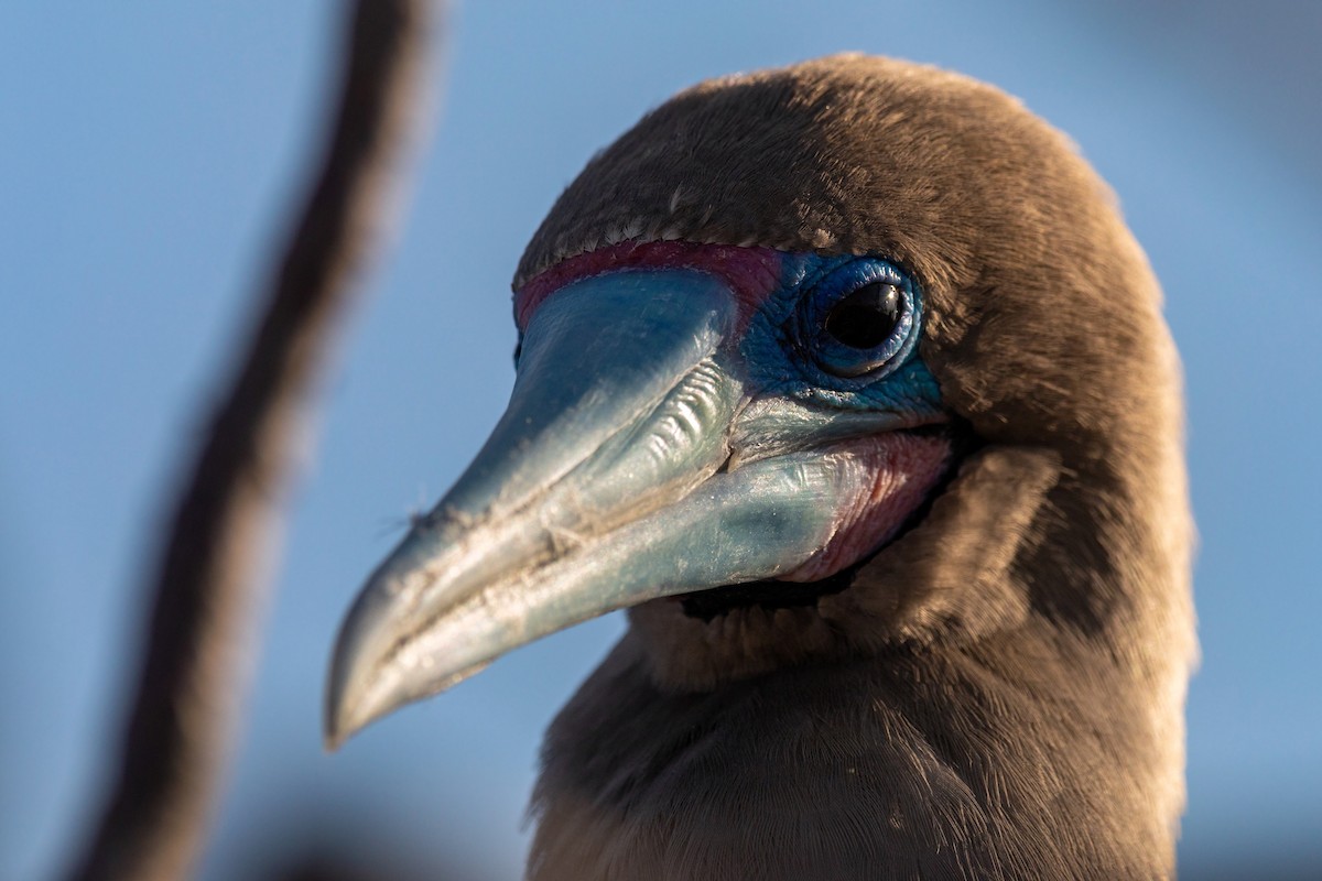Red-footed Booby - ML620629895