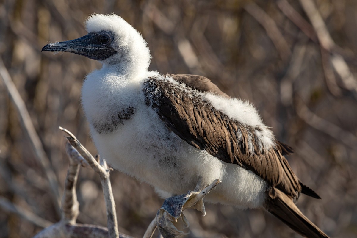 Red-footed Booby - ML620629897